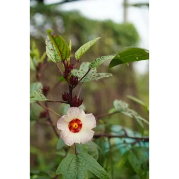 Organic Tropical Flower